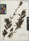Foto von Salix purpurea L.